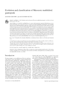 Evolution and Classification of Mesozoic Mathildoid Gastropods