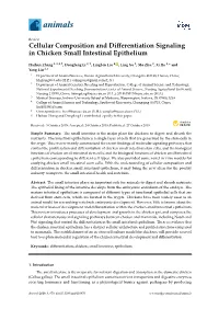 Cellular Composition and Differentiation Signaling in Chicken