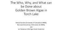 The Who, Why, and What Can Be Done About Golden Brown Algae in Torch Lake