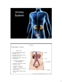 Urinary System