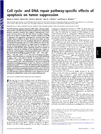 Cell Cycle- and DNA Repair Pathway-Specific Effects of Apoptosis on Tumor Suppression
