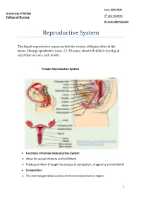 Reproductive System
