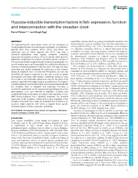 Hypoxia-Inducible Transcription Factors in Fish: Expression, Function and Interconnection with the Circadian Clock Bernd Pelster1,2,* and Margit Egg1