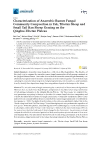 Characterization of Anaerobic Rumen Fungal Community Composition in Yak, Tibetan Sheep and Small Tail Han Sheep Grazing on the Qinghai-Tibetan Plateau