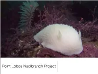 Point Lobos Nudibranch Project Topics for Tonight