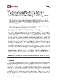 DNA Vaccine-Encoded Flagellin Can Be Used As an Adjuvant Scaffold to Augment HIV-1 Gp41 Membrane Proximal External Region Immunogenicity