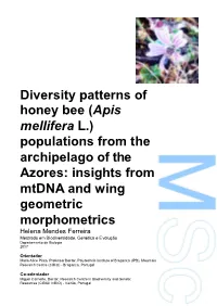 Diversity Patterns of Honey Bee (Apis Mellifera