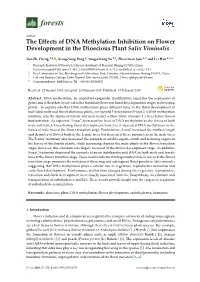 The Effects of DNA Methylation Inhibition on Flower Development in the Dioecious Plant Salix Viminalis
