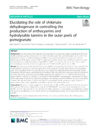 Elucidating the Role of Shikimate Dehydrogenase in Controlling The