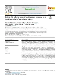 Ephrin-A2 Affects Wound Healing and Scarring in a Murine Model of Excisional Injury
