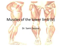 Muscles of the Lower Limb (II)