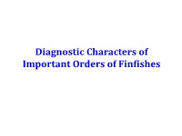 Diagnostic Characters of Important Orders of Finfishes