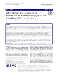 Differentiation and Localization of Interneurons In