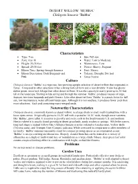 DESERT WILLOW 'BUBBA' Chilopsis Linearis 'Bubba' Characteristics
