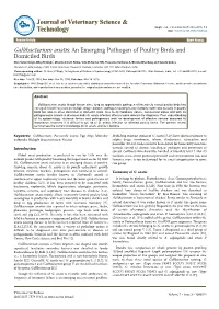 Gallibacterium Anatis: an Emerging Pathogen of Poultry Birds And