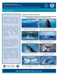 Humpback Whale Behavior Sheet