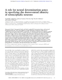 A Role for Neural Determination Genes in Specifying the Dorsoventral Identity of Telencephalic Neurons
