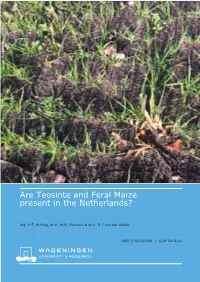 Are Teosinte and Feral Maize Present in the Netherlands?