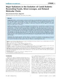 Major Radiations in the Evolution of Caviid Rodents: Reconciling Fossils, Ghost Lineages, and Relaxed Molecular Clocks