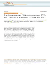 The Double-Stranded DNA-Binding Proteins TEBP-1 and TEBP-2 Form a Telomeric Complex with POT-1