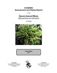 Spoon-Leaved Moss, Bryoandersonia Illecebra Ecosystem Scientific Name Element ID Elcode