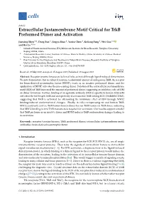 Extracellular Juxtamembrane Motif Critical for Trkb Preformed Dimer and Activation
