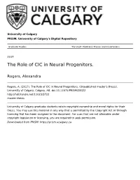 The Role of CIC in Neural Progenitors