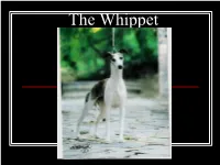 The Whippet History