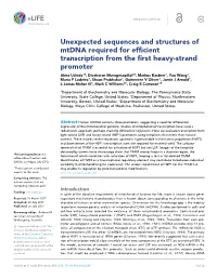 Unexpected Sequences and Structures of Mtdna Required for Efficient
