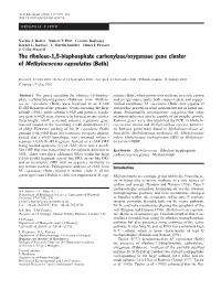 The Ribulose-1,5-Bisphosphate Carboxylase/Oxygenase Gene Cluster of Methylococcus Capsulatus (Bath)