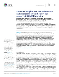 Structural Insights Into the Architecture and Membrane Interactions of the Conserved COMMD Proteins
