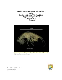 (SSA) Report for the Northern Virginia Well Amphipod (Stygobromus Phreaticus) August 2019 Version 1.1