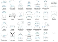 Eye Patterns of Some Australian Araneomorphs