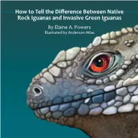 How to Tell the Difference Between Native Rock Iguanas and Invasive Green Iguanas by Elaine A