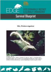 Olm, Proteus Anguinus
