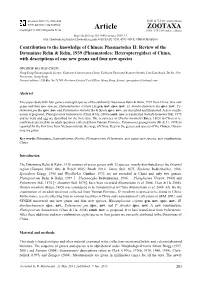 Review of the Dataminae Rehn & Rehn, 1939