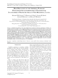 High Prevalence of the Amphibian Pathogen Batrachochytrium Dendrobatidis in Plethodontid Salamanders in Protected Areas in New Brunswick, Canada