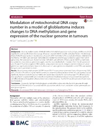 Modulation of Mitochondrial DNA Copy Number in a Model of Glioblastoma