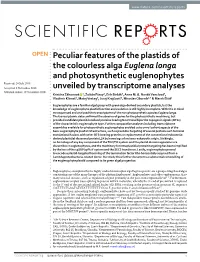 Peculiar Features of the Plastids of the Colourless Alga Euglena Longa And