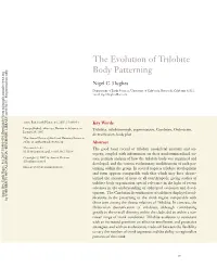 The Evolution of Trilobite Body Patterning