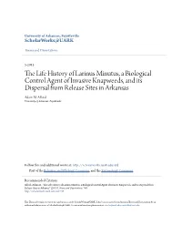The Life History of Larinus Minutus, a Biological Control Agent of Invasive Knapweeds, and Its Dispersal from Release Sites in Arkansas Adam M