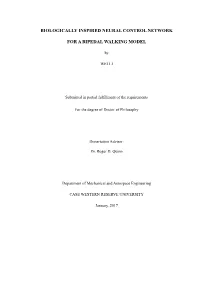 Biologically Inspired Neural Control Network for a Bipedal Walking Model