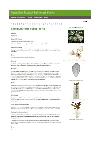 Syzygium Forte Subsp. Forte Click on Images to Enlarge