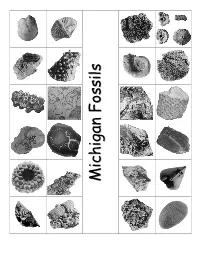 Michigan Fossils Side by Side