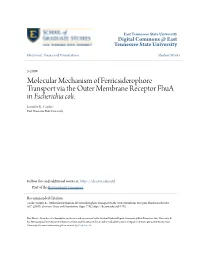 Molecular Mechanism of Ferricsiderophore Transport Via the Outer Membrane Receptor Fhua in Escherichia Coli