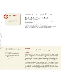 Ants and the Fossil Record