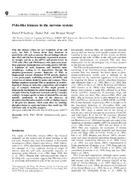 Polo-Like Kinases in the Nervous System