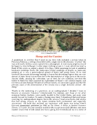 Sheep and the Camino