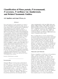 Classification of Pinus Patula, I? Tecunum R Oocarpa, R Caribaea Var