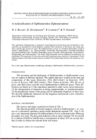 A Reclassification of Siphlonuroidea (Ephemeroptera)